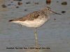 Greenshank at Fleet Head (Steve Arlow) (11713 bytes)